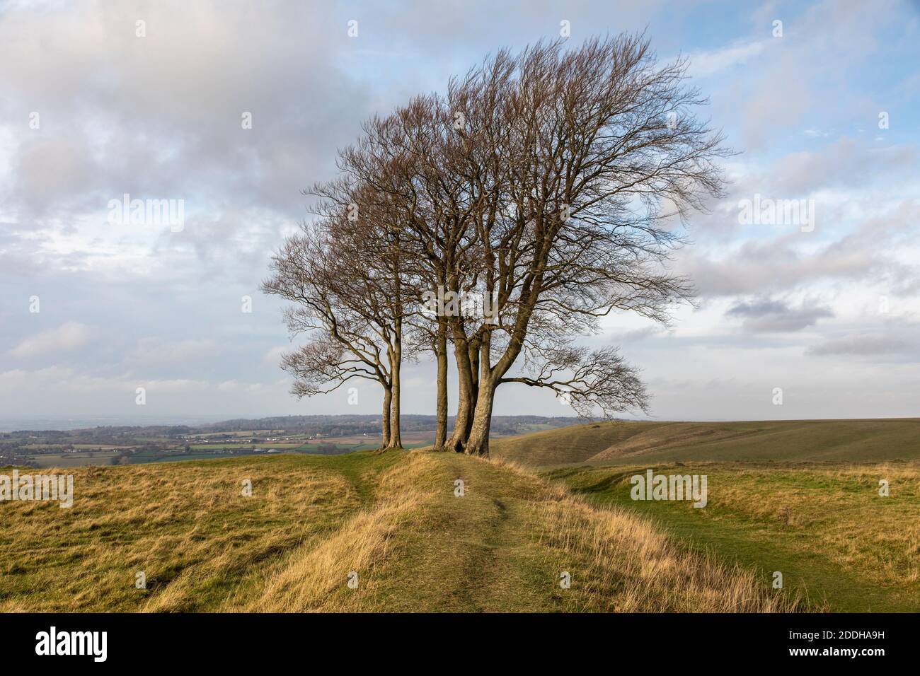 Beech Trees (Fagus sylvatica) at Oliver’s Castle on Roundway Hill in winter, Devizes, Wiltshire, England, UK. November Stock Photo