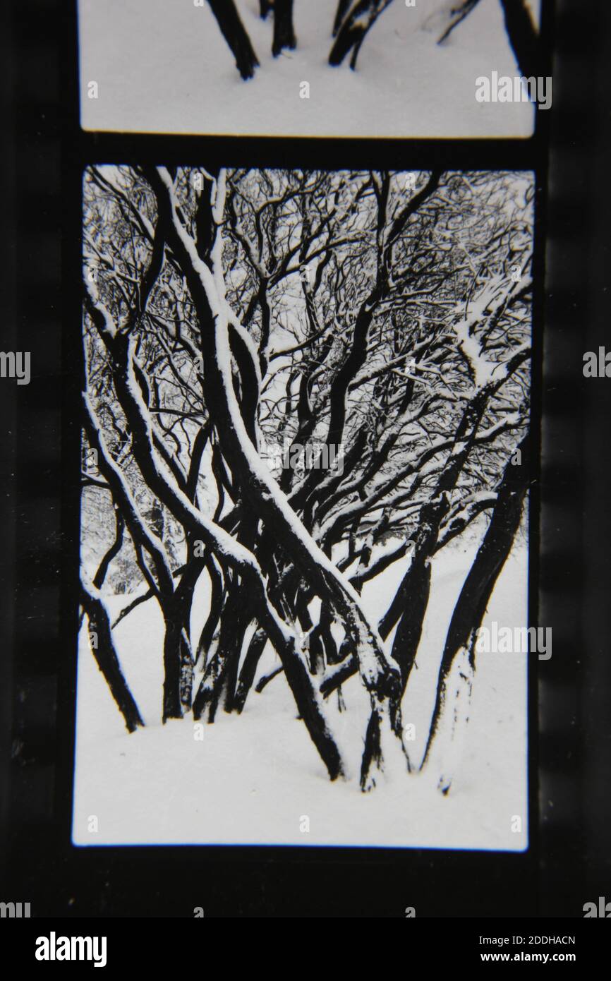 Fine 1970s vintage black and white photography of the natural beauty of ...