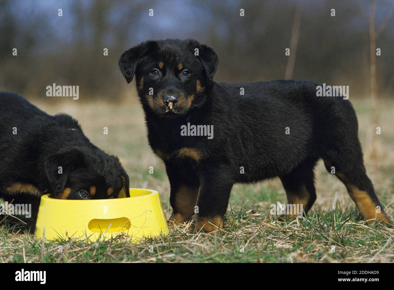 Rottweiler Dog, Puppies Eating Stock Photo Alamy