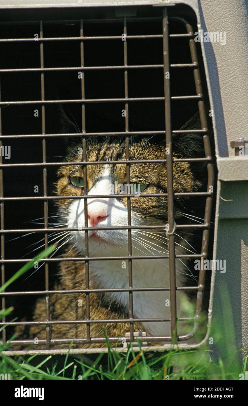 Domestic Cat in Carry Cage Stock Photo Alamy