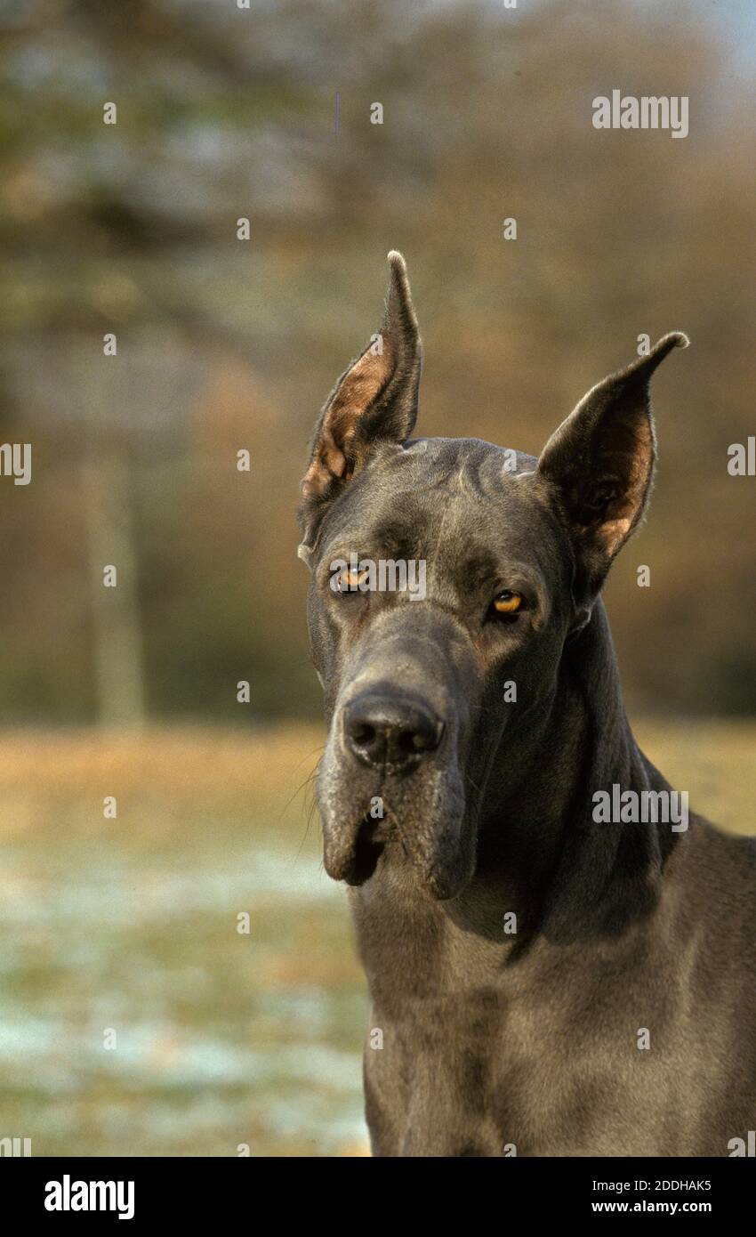 German Mastiff Dog High Resolution Stock Photography and Images - Alamy
