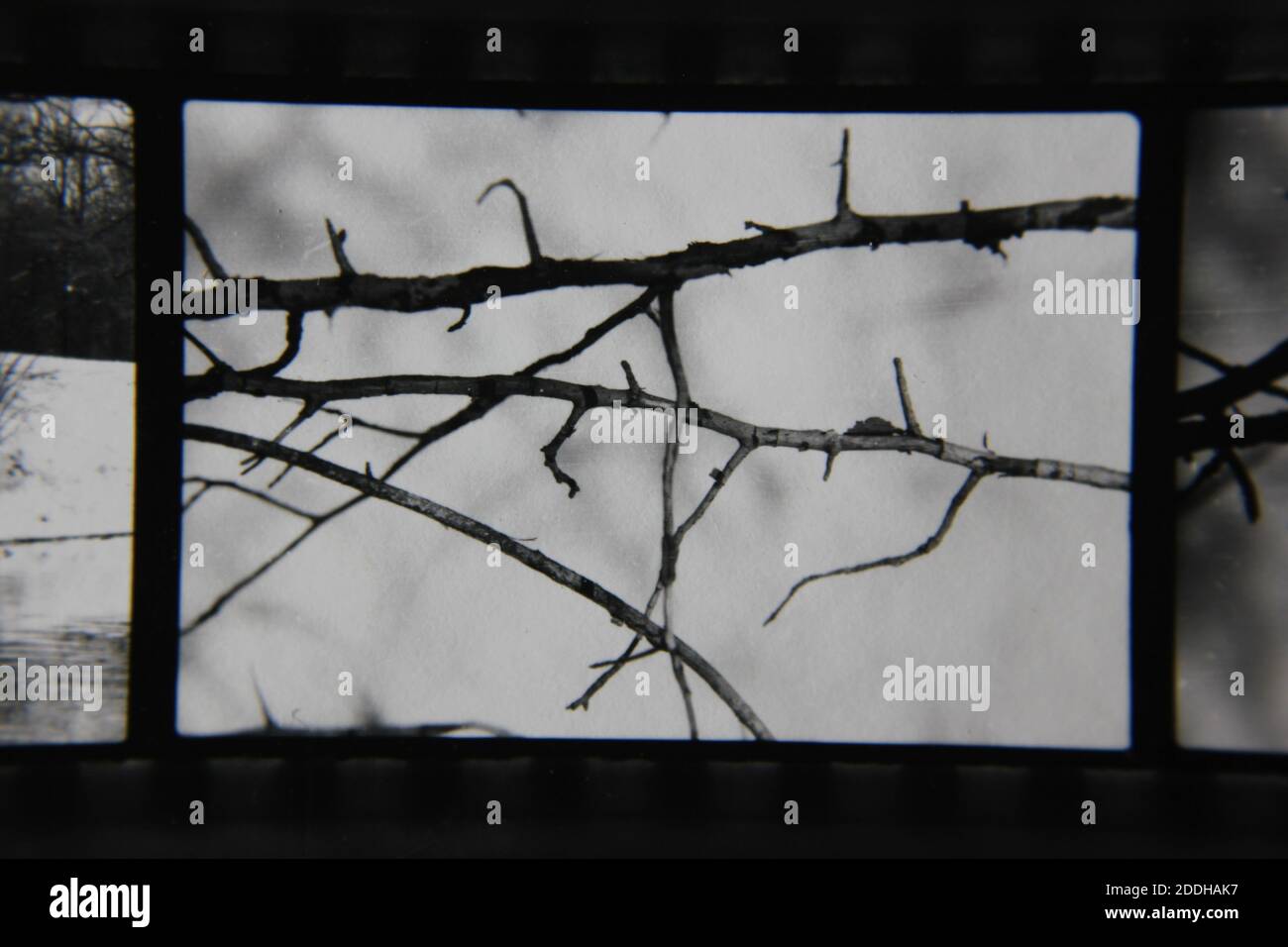 Fine 1970s vintage black and white photography of the natural beauty of ...
