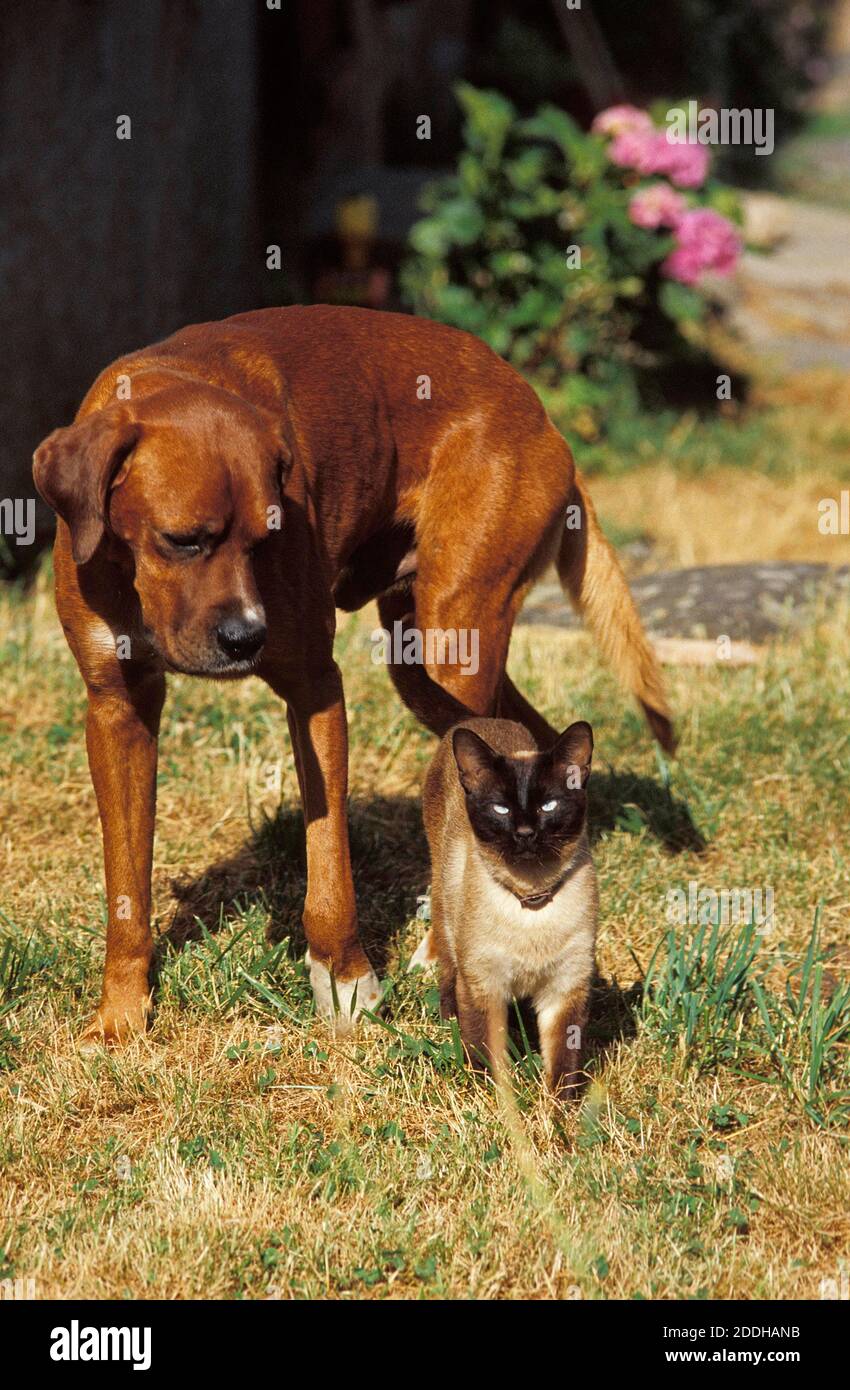 Seal Point Siamese Domestic Cat With Rhodesian Ridgeback Dog Stock Photo Alamy