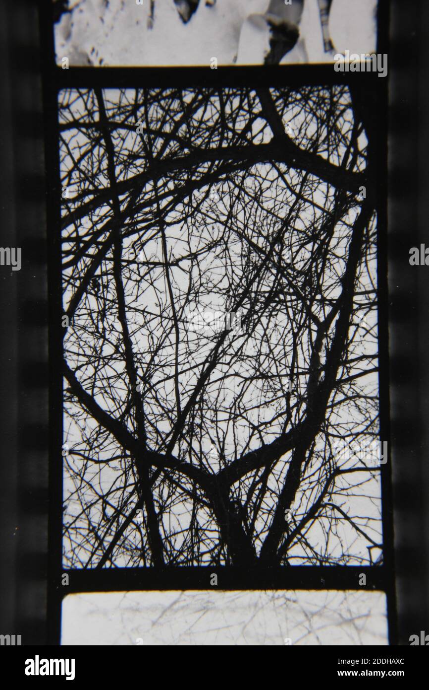Fine 1970s vintage black and white photography of the natural beauty of ...