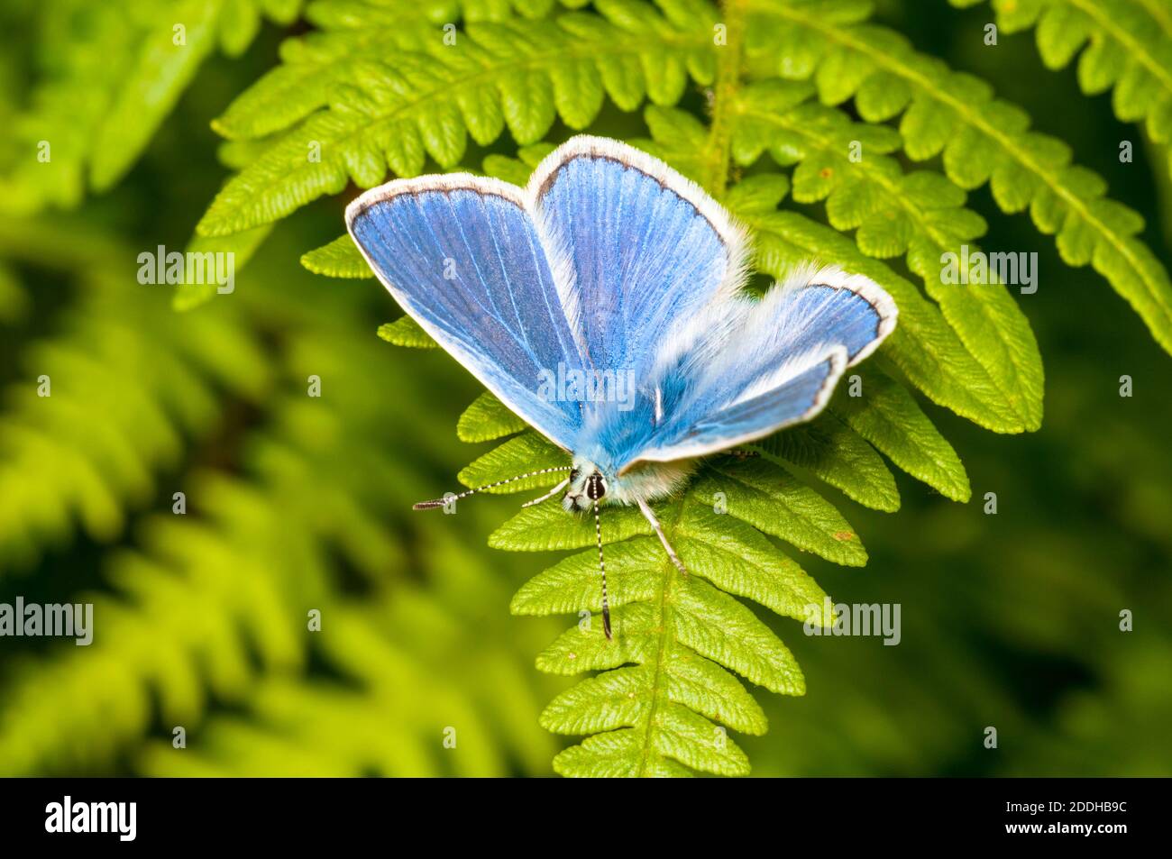 An adult male common blue butterfly (Polyommatus icarus) alighted on a fresh frond of bracken at Meallabhan on the west coast of Scotland. June. Stock Photo