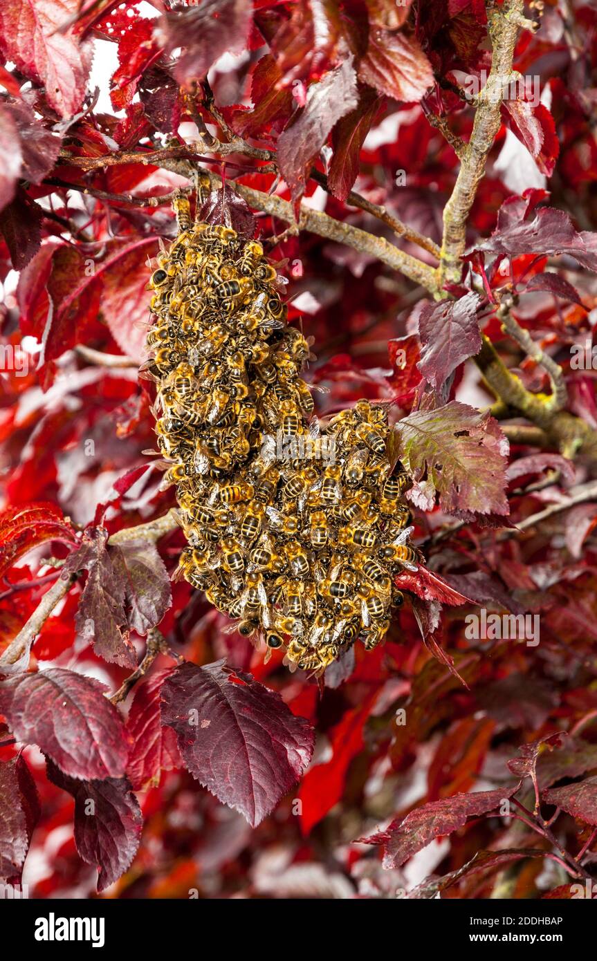 Honeybees (Apis mellifera) swarming among the red leaves of a copper beech tree (Fagus sylvatica f. purpurea) in Sowerby, Thirsk, North Yorkshire. Jul Stock Photo