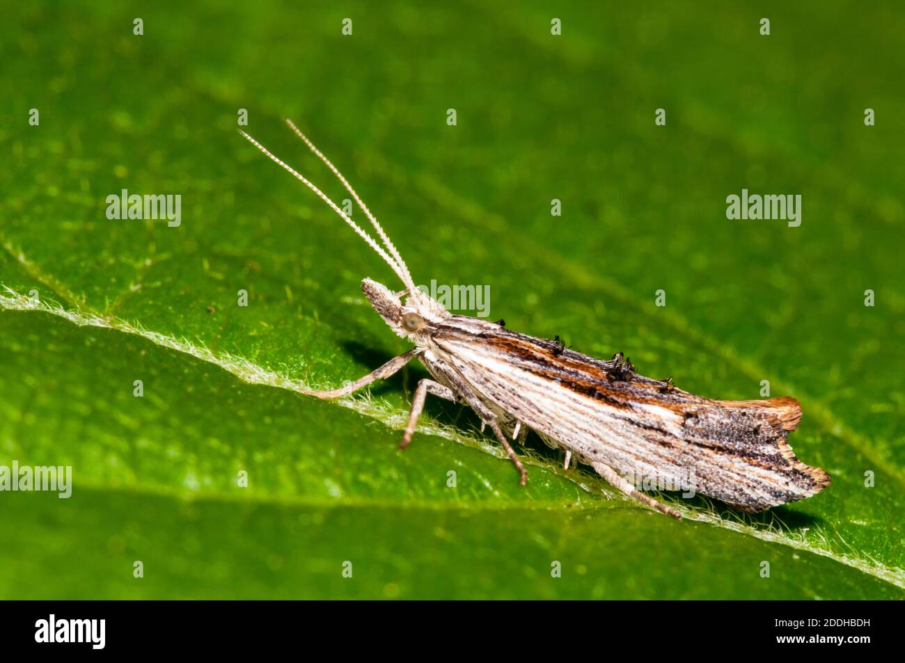 An adult ainscot hooktip moth (Ypsolopha scabrella) on a leaf in a garden in Sowerby, Thirsk, North Yorkshire. July. Stock Photo