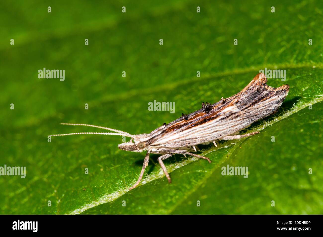 An adult ainscot hooktip moth (Ypsolopha scabrella) on a leaf in a garden in Sowerby, Thirsk, North Yorkshire. July. Stock Photo