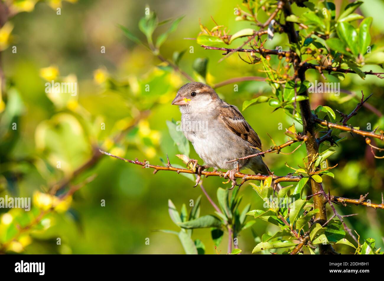 An fledgling house sparrow (Passer domesticus) perched on a shrub in a garden in Sowerby, Thirsk, North Yorkshire. July. Stock Photo