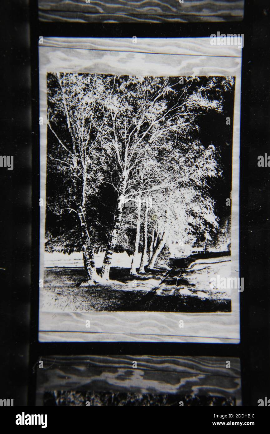 Fine 1970s vintage black and white photography of the natural beauty of ...