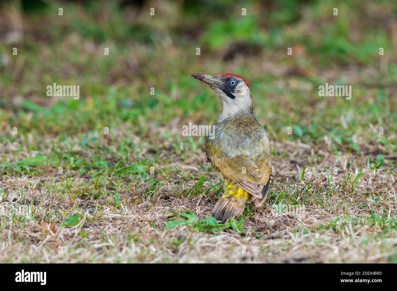 An adult green woodpecker (Picus viridus) with a very muddy beak foraging on rough ground on the Isle of Sheppey in Kent. July. Stock Photo
