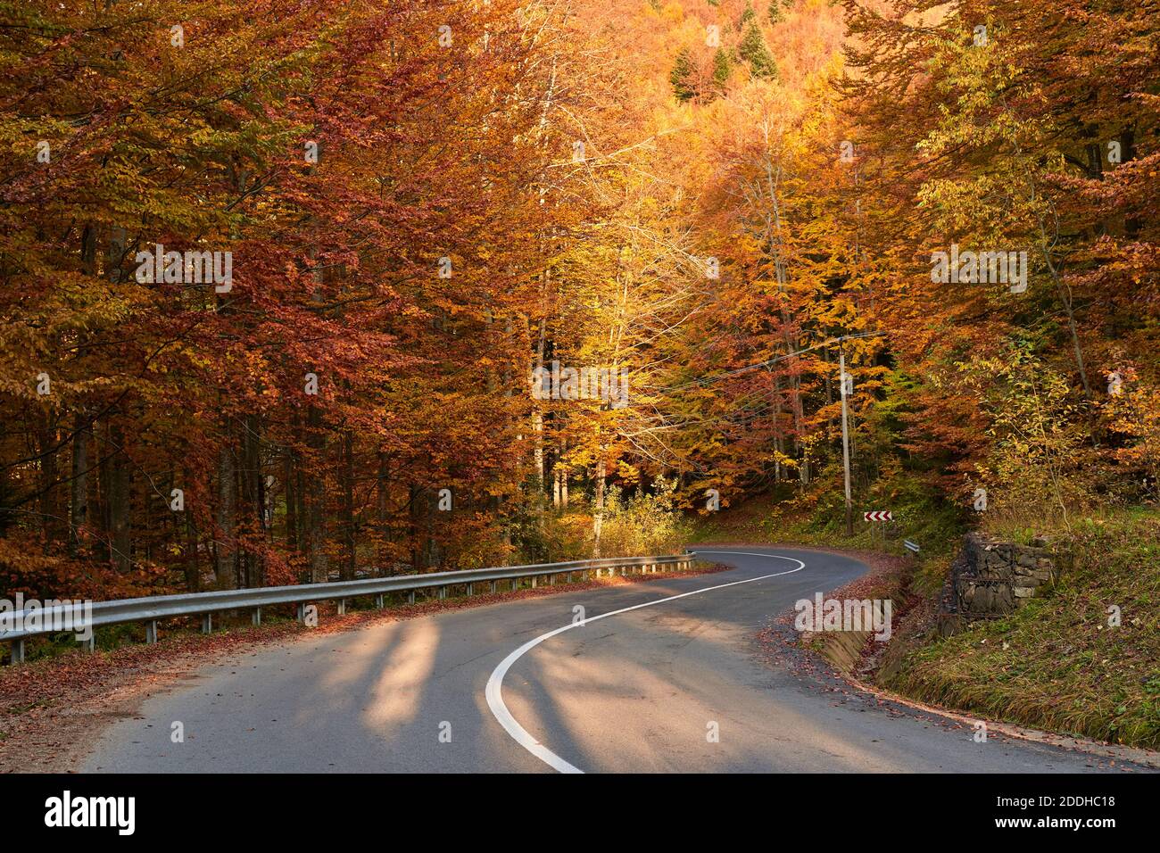 Asphalt road through colorful deciduous forest in the autumn Stock ...
