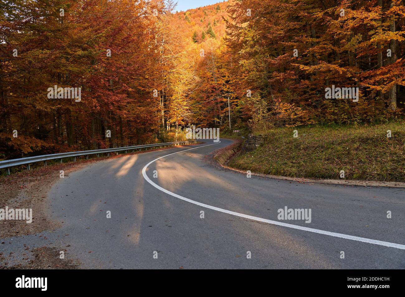 Asphalt road through colorful deciduous forest in the autumn Stock ...