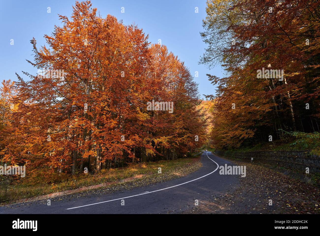 Asphalt road through colorful deciduous forest in the autumn Stock ...