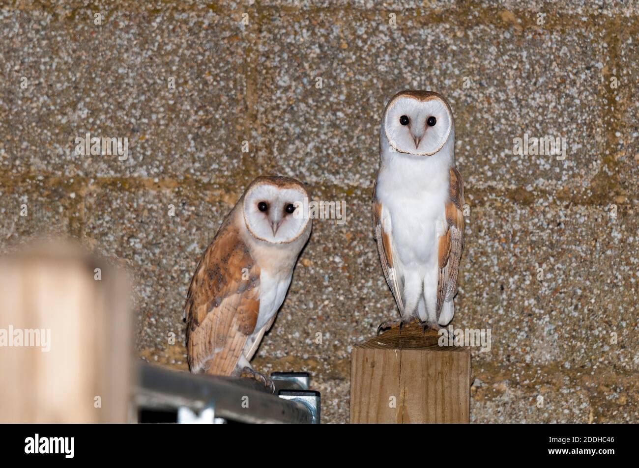 A pair of adult barn owls (Tyto alba) inside a block-built barn on farmland on the Isle of Sheppey in Kent. July. Stock Photo