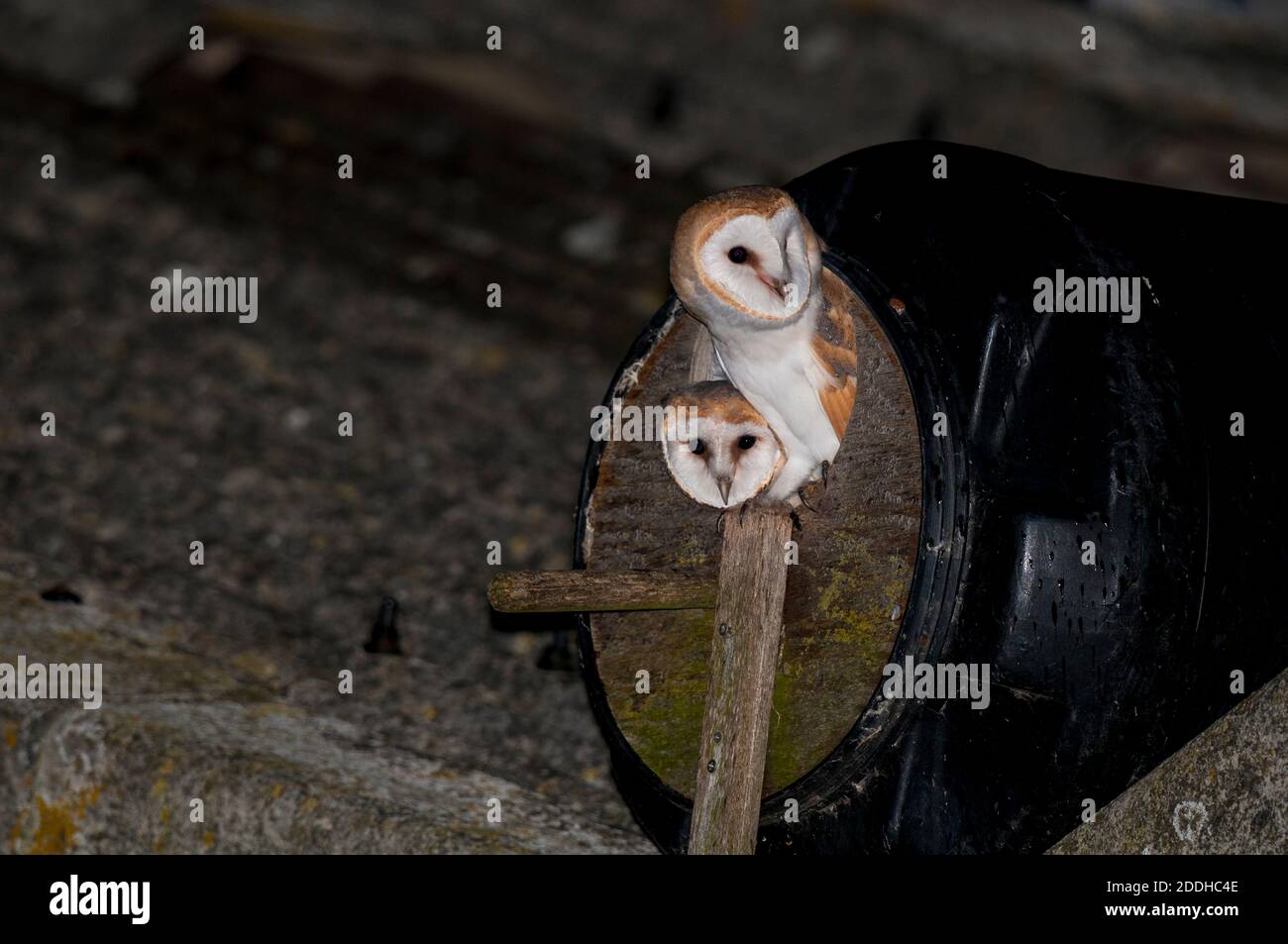 A pair of adult barn owls (Tyto alba) at the entrance of a nest box made from a barrel on the roof of a barn on farmland on the Isle of Sheppey in Ken Stock Photo