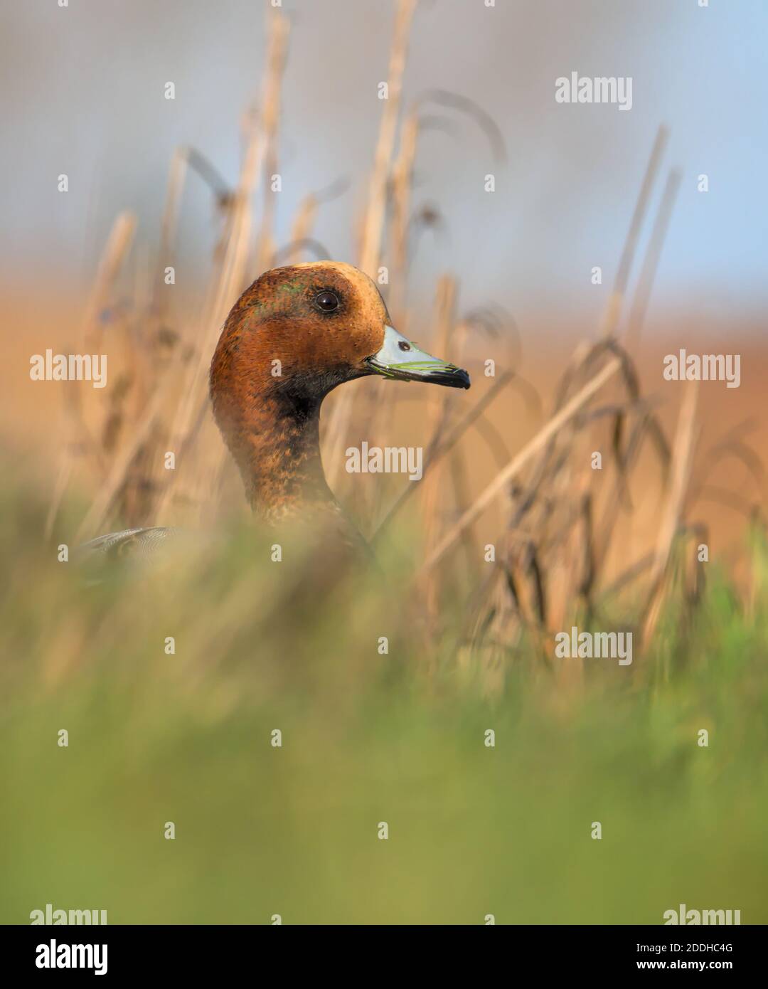 Head Of A Male Wigeon Duck, Anas penelope, Looking Over Grass To The Right. Taken Stanpit Marsh, Christchurch UK Stock Photo