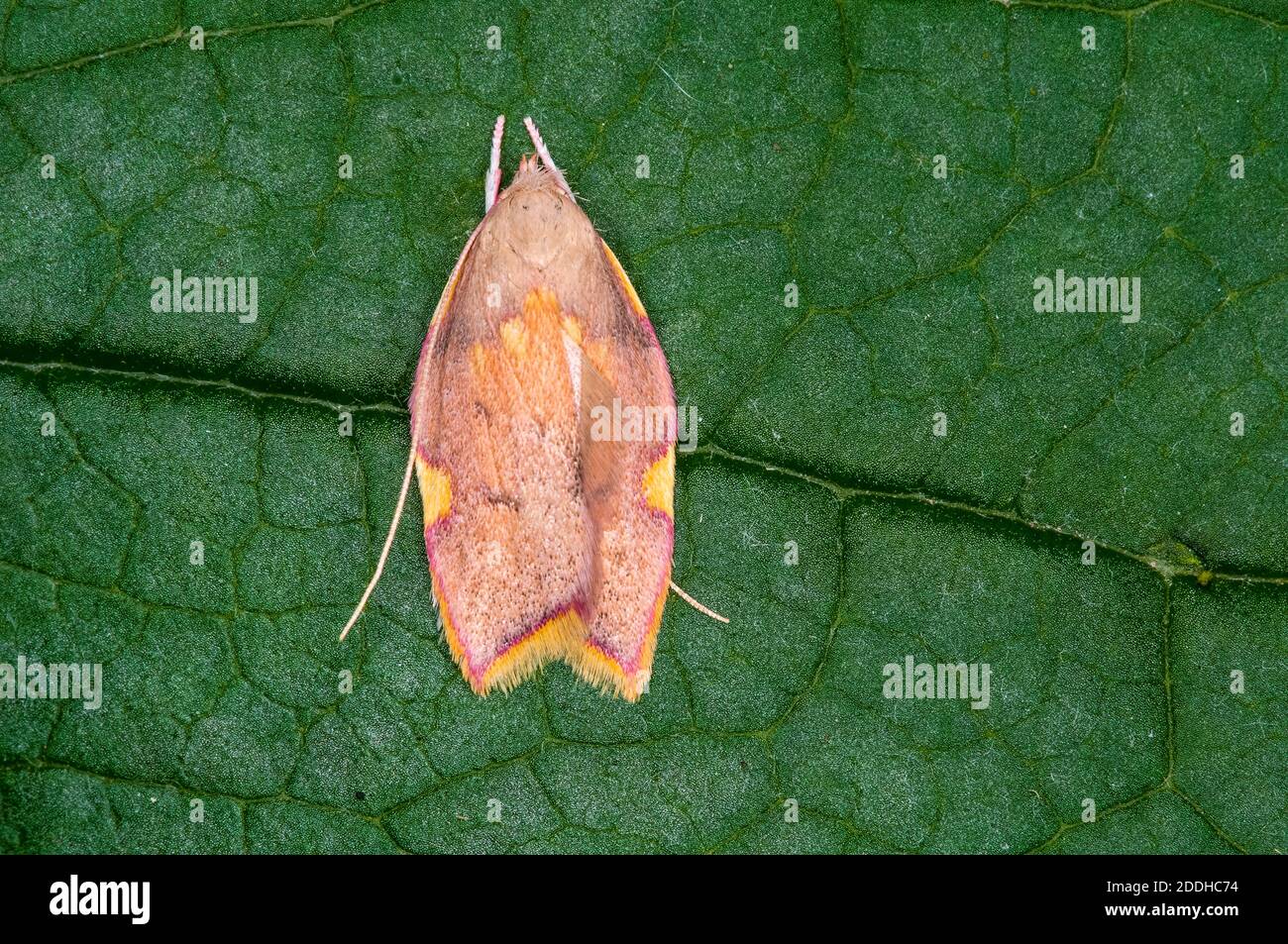 An adult oak lantern moth (Carcina quercana) on a leaf in a garden in Sowerby, Thirsk, North Yorkshire. July. Stock Photo