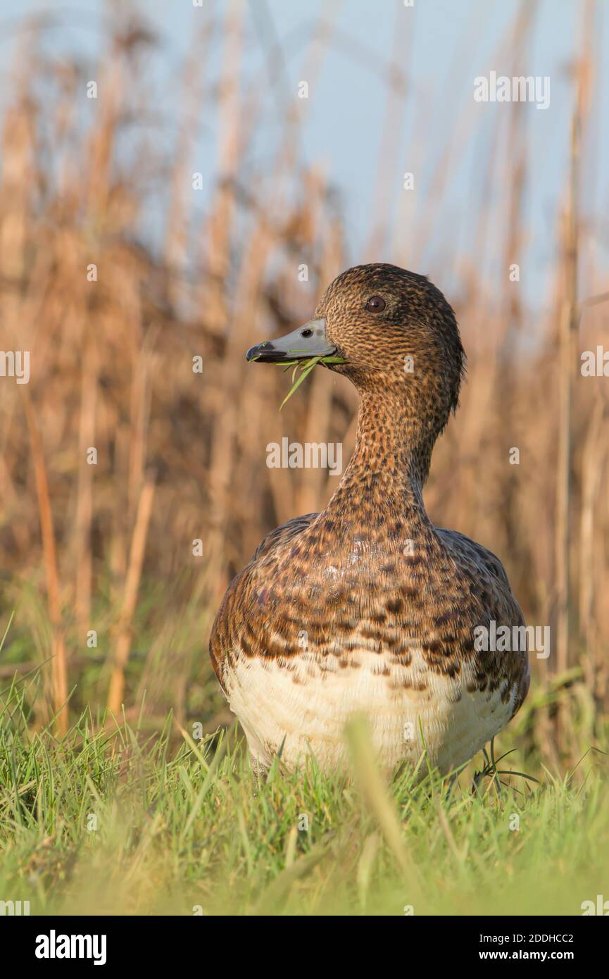 Duck and reeds hi-res stock photography and images - Alamy