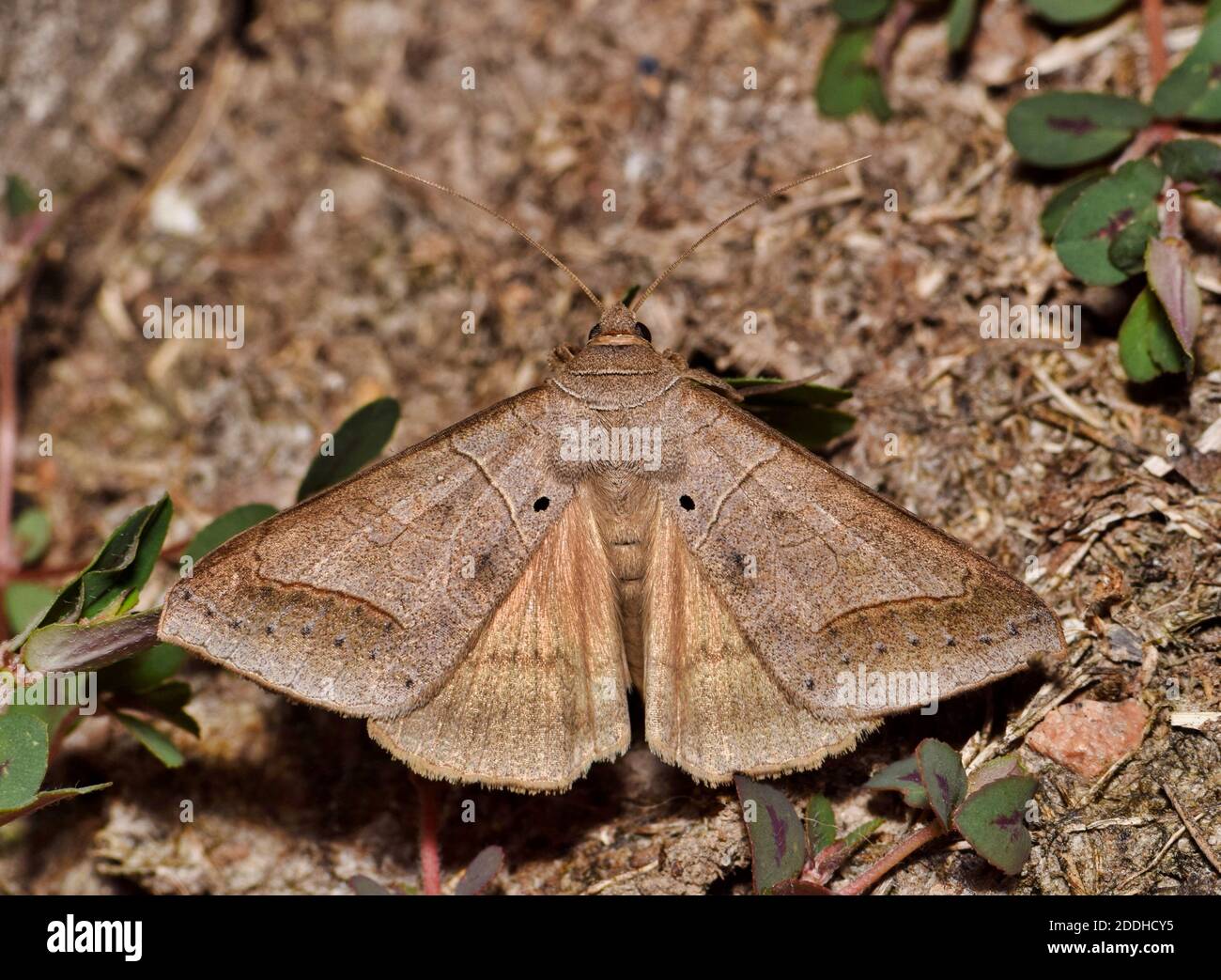 Withered Mocis Moth Mocis marcida blending in with brown ground cover in Houston, TX. Common in the Southern tropical US States. Stock Photo