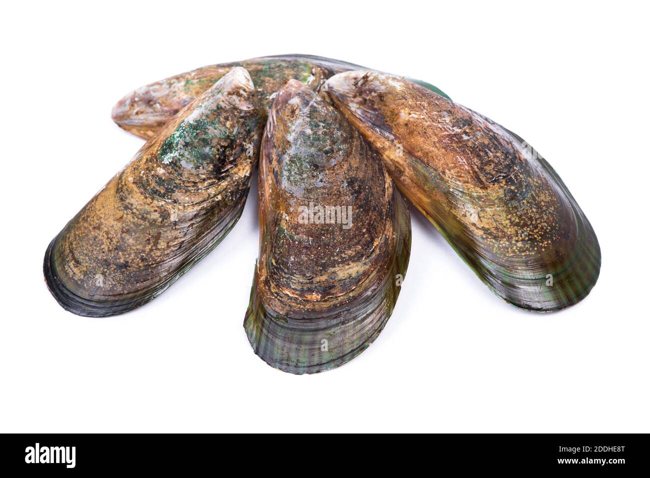 Group of empty opened mussel shells isolated over white background ...