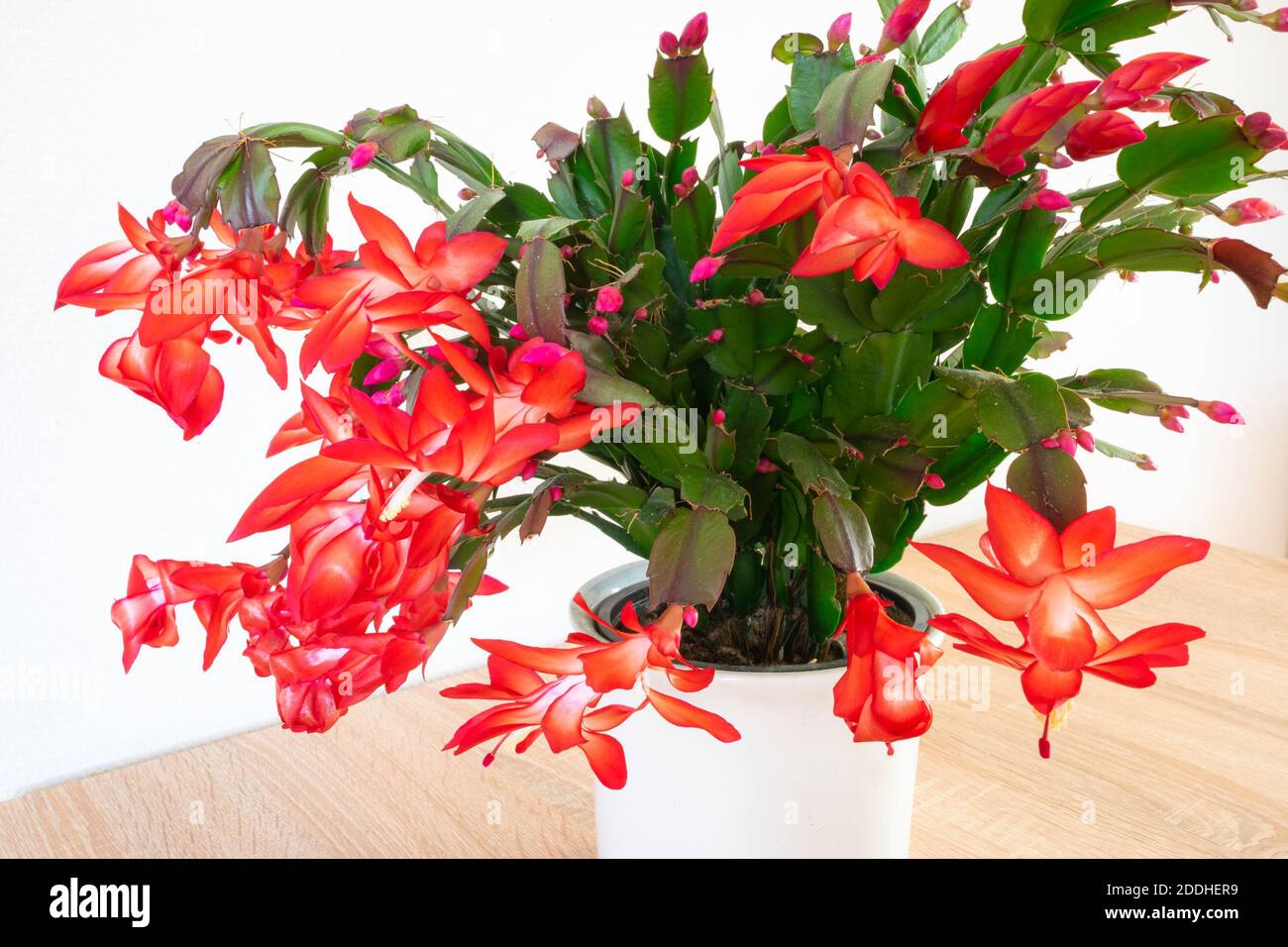 Vibrant red flowers of Christmas cactus (Schlumbergera) Stock Photo