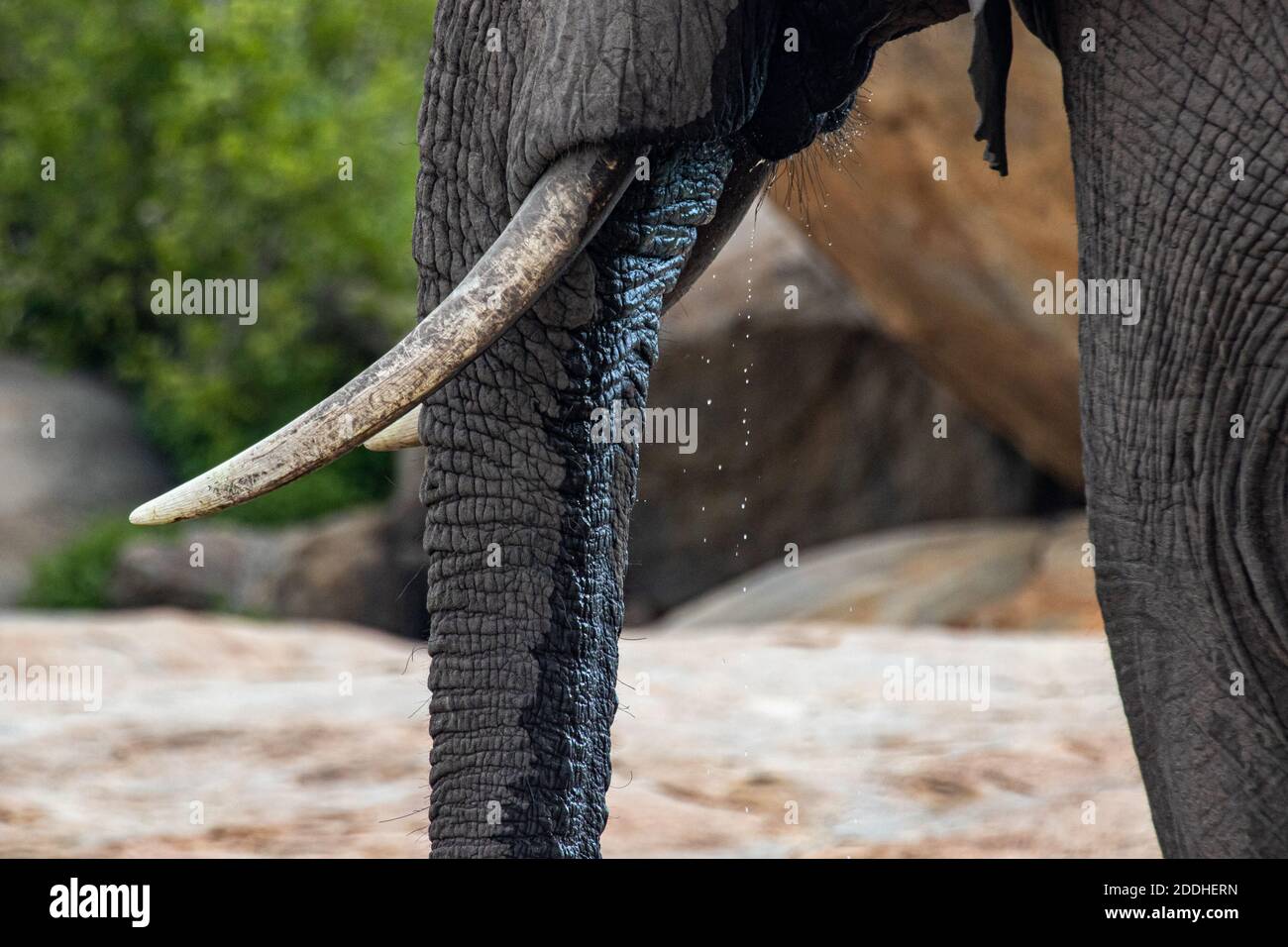 Close up of elephant drinking water in the Kruger Stock Photo