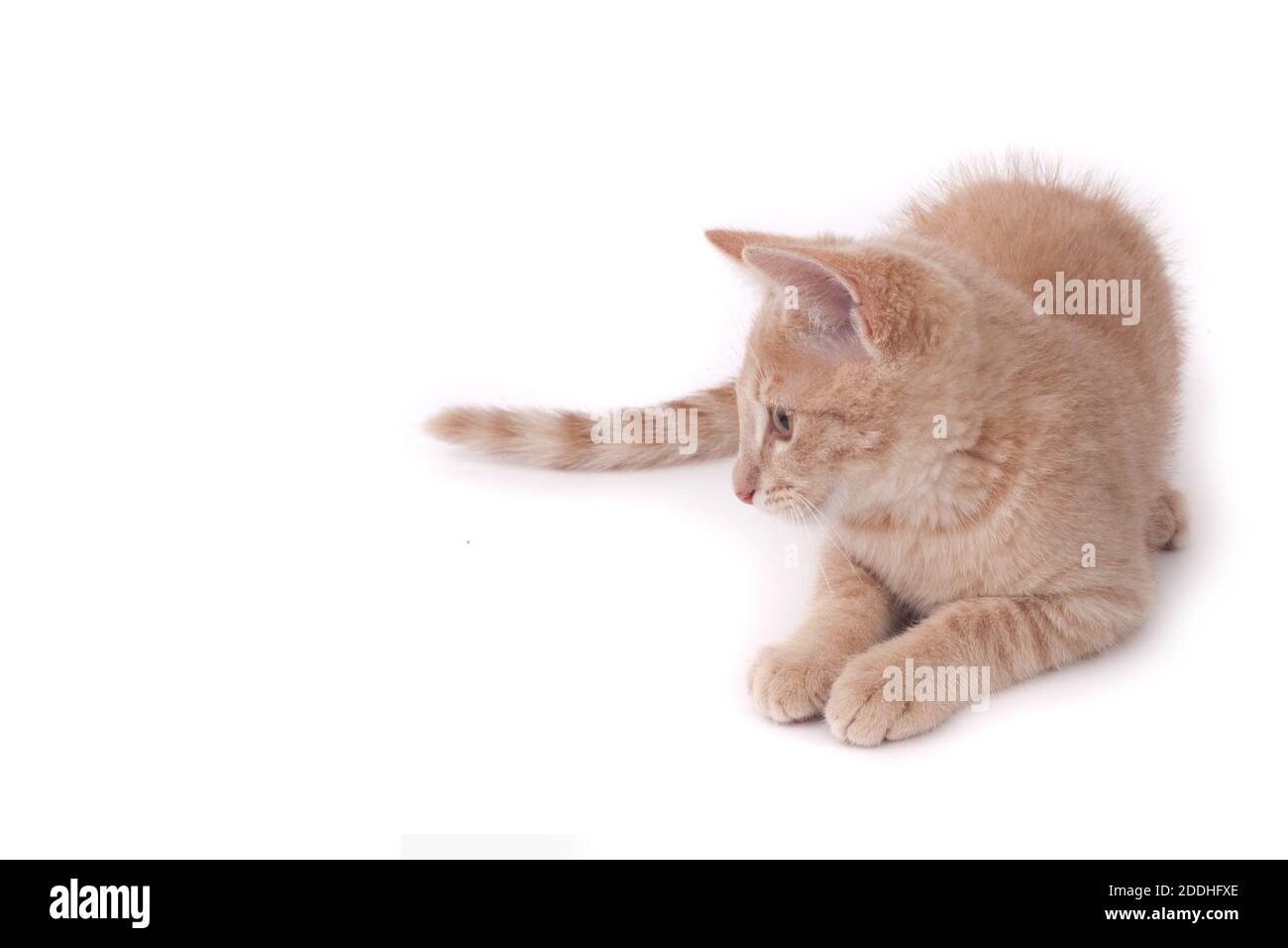A studio photo of a ginger kitten sat against a white background Stock Photo