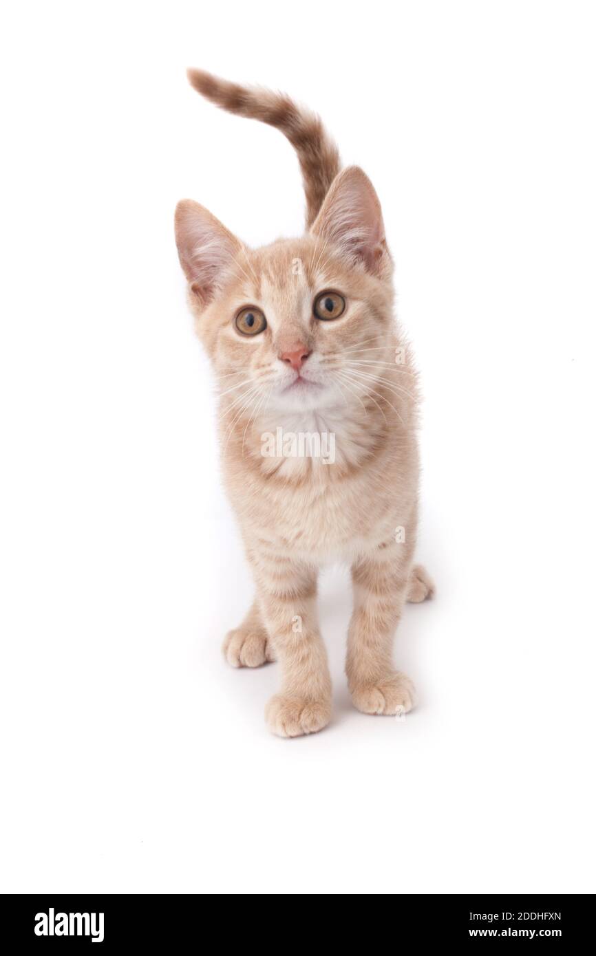 A young ginger kitten stood on a white studio background Stock Photo