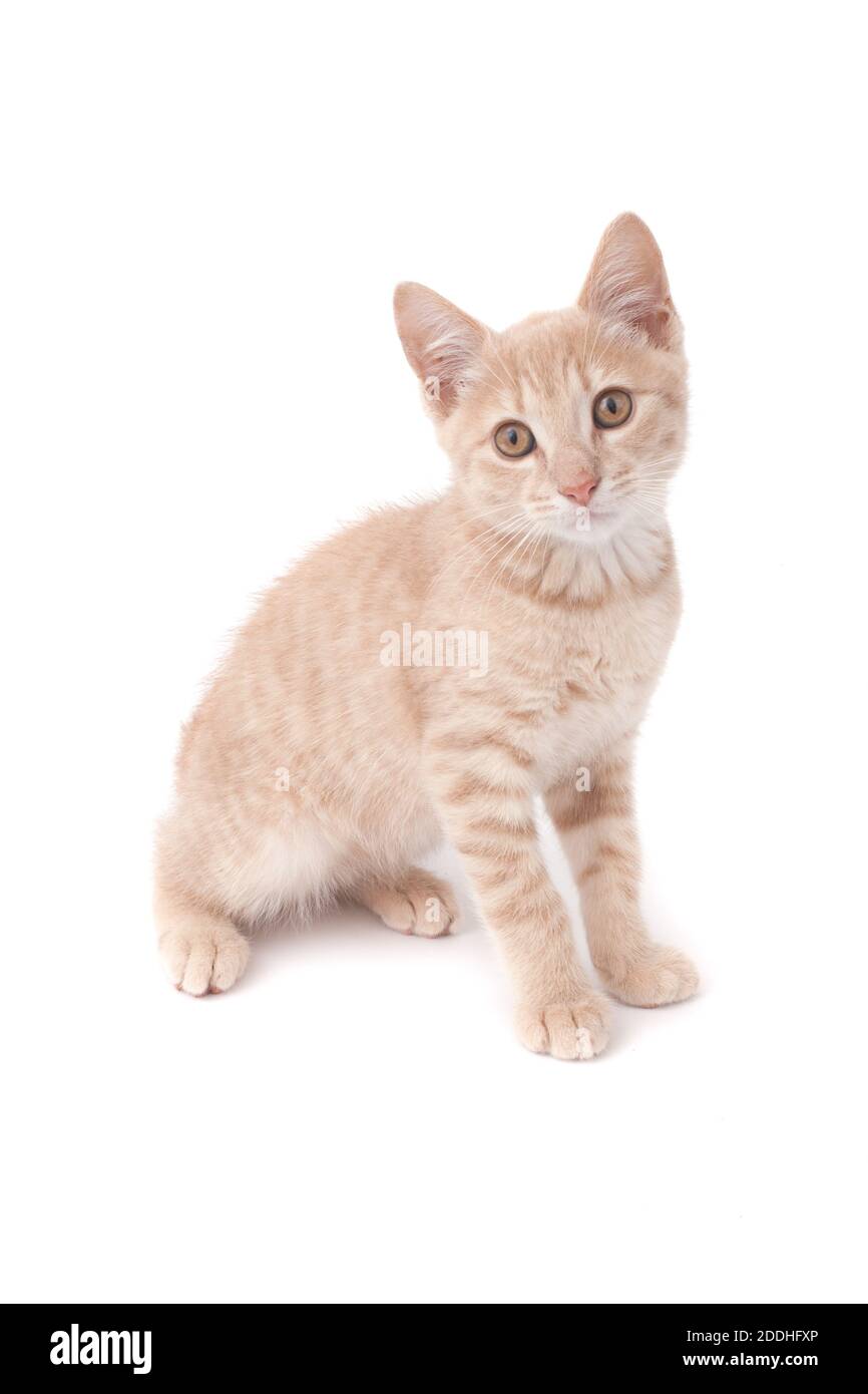 A portrait of a sandy colored kitten shot against a white background Stock Photo