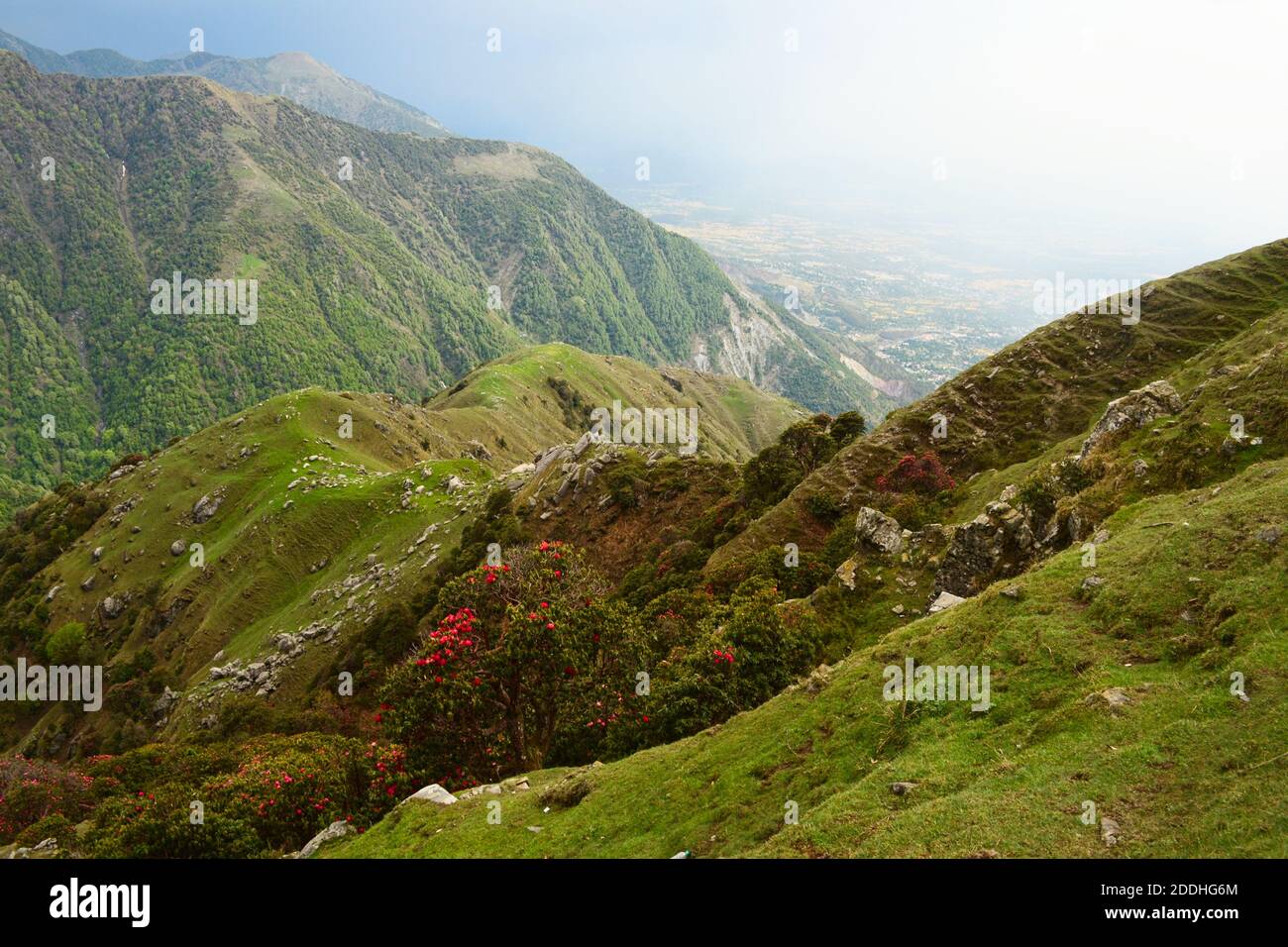 Valley of flowers himalayas hi-res stock photography and images - Alamy