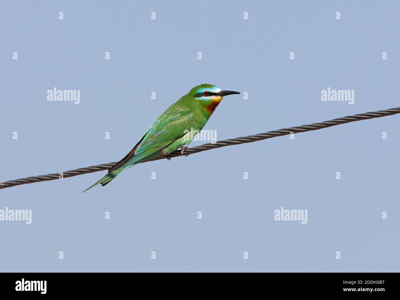 Blue-cheeked Bee-eater (Merops persicus persicus) adult perched on power-line   Lake Balkhash, Kazakhstan           June Stock Photo