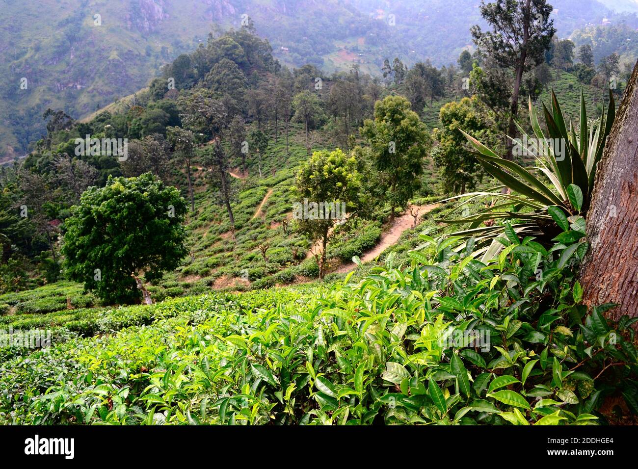 Green plantation of Ceylon tea in the mountains. Terraced tea fields on the hills near Ella, Sri Lanka. Stock Photo