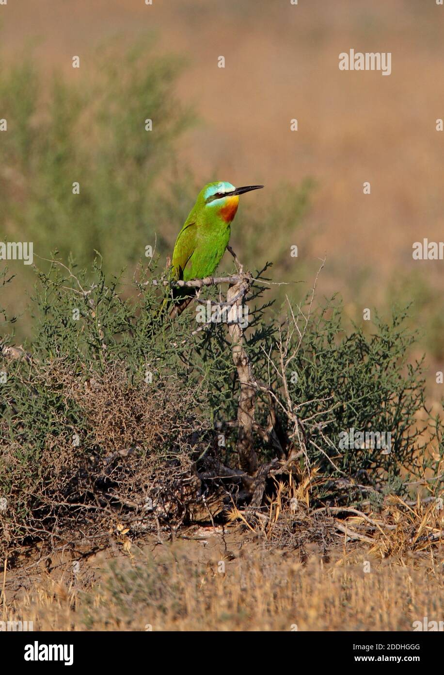 Blue-cheeked Bee-eater (Merops persicus persicus) adult perched on low bush  Lake Balkhash, Kazakhstan           June Stock Photo