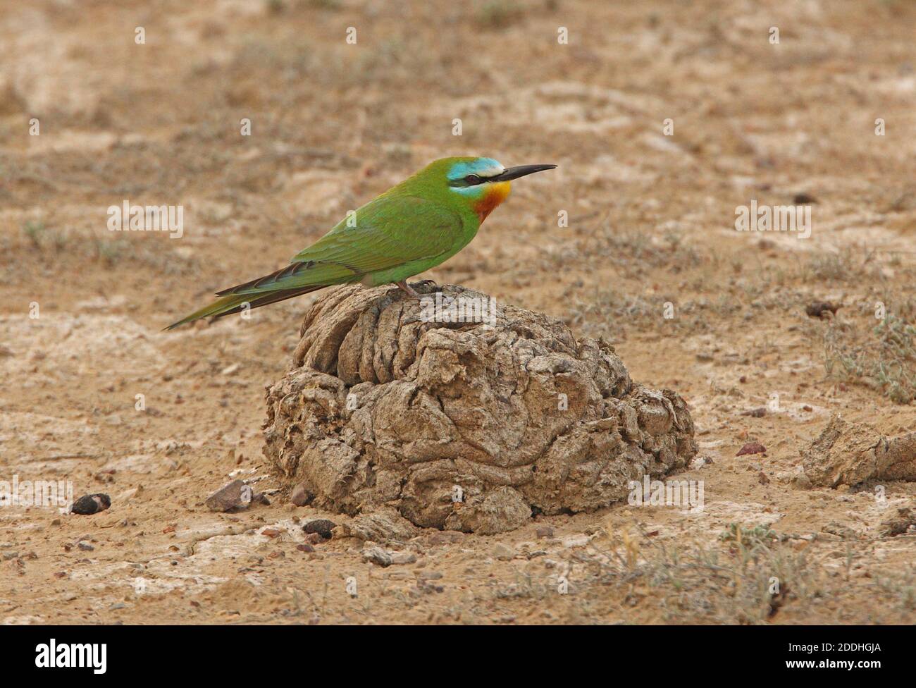 Blue-cheeked Bee-eater (Merops persicus persicus) adult perched on cow dung  Lake Balkhash, Kazakhstan           June Stock Photo