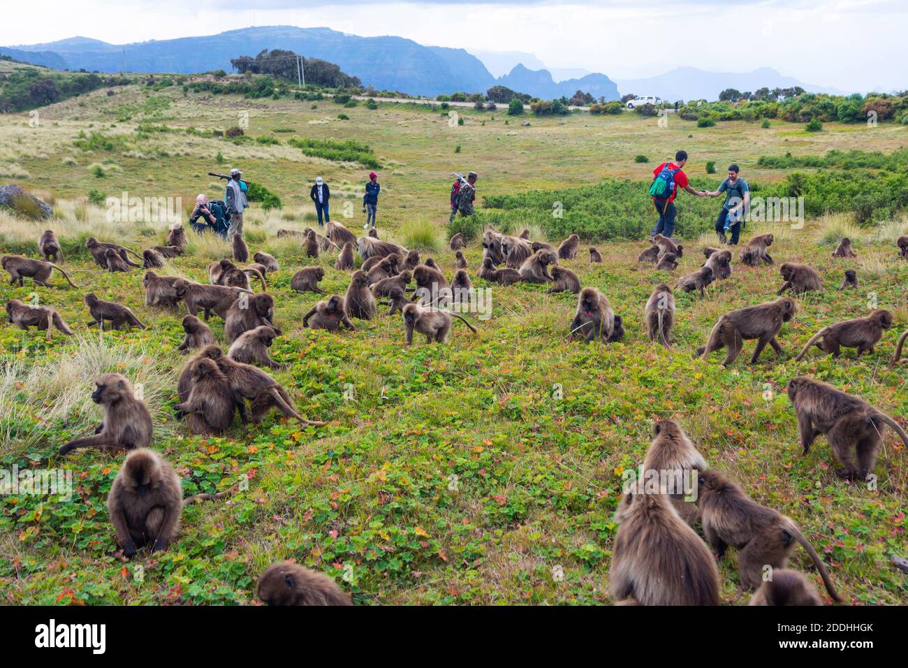 Debark, Ethiopia - Nov 2018: People observing and photographing baboon monkeys in Simien Mountains national park and two scouts with rifles Stock Photo