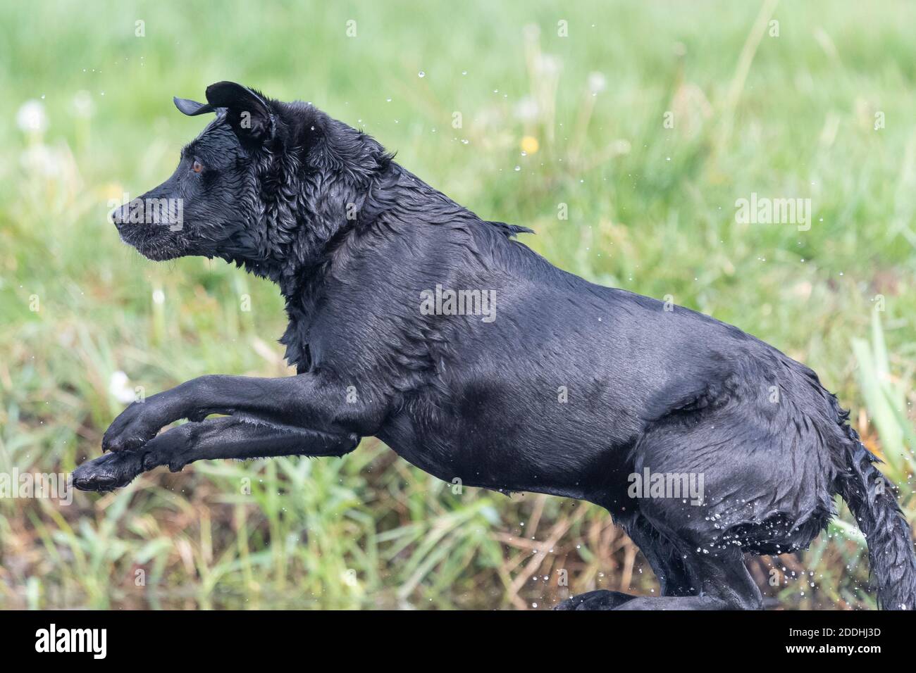 Action shot of a wet black Labrador jumping into the water Stock Photo