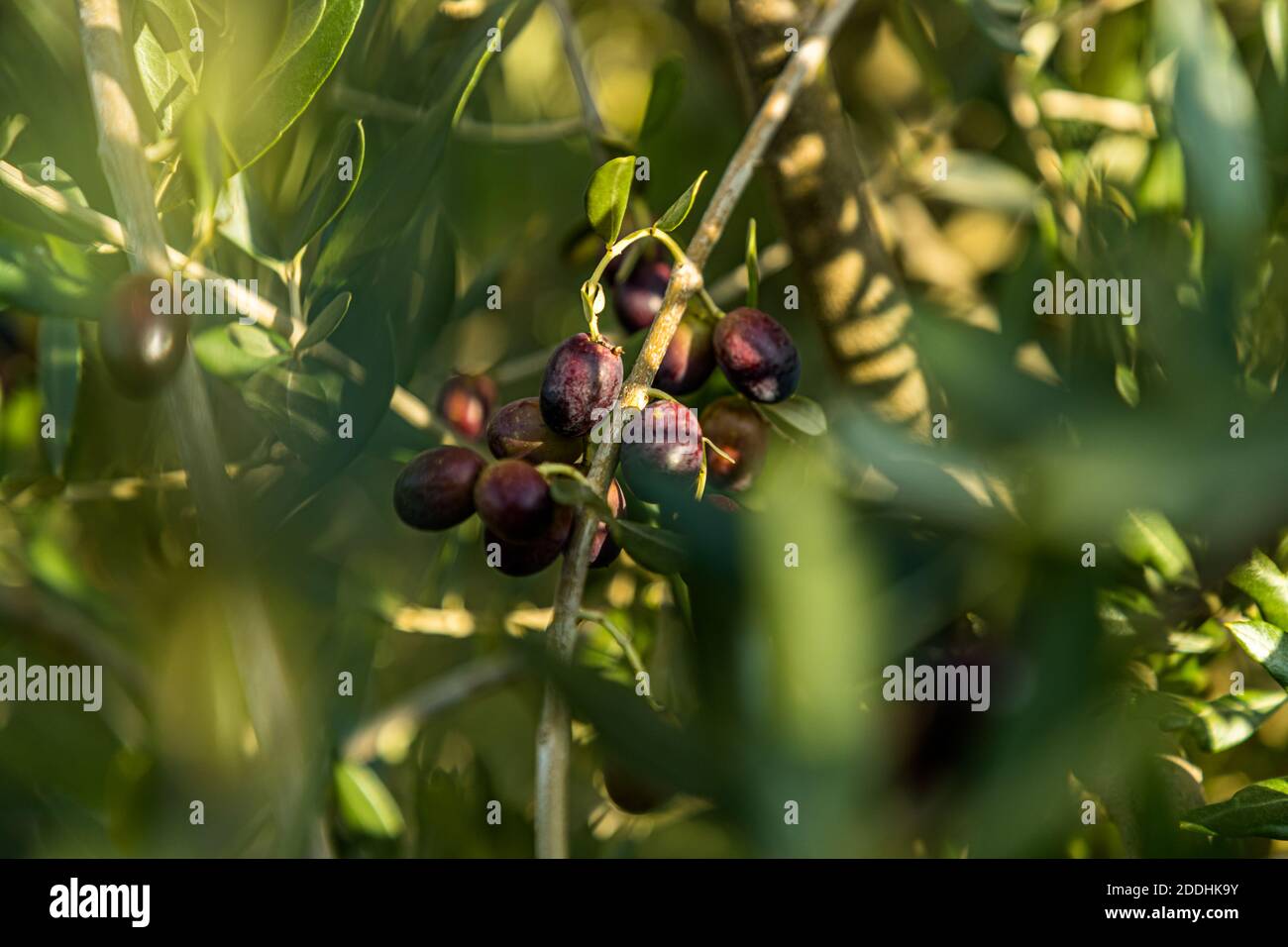 Mature German olives. Northernmost Olive Oil Production in Pulheim, Germany Stock Photo