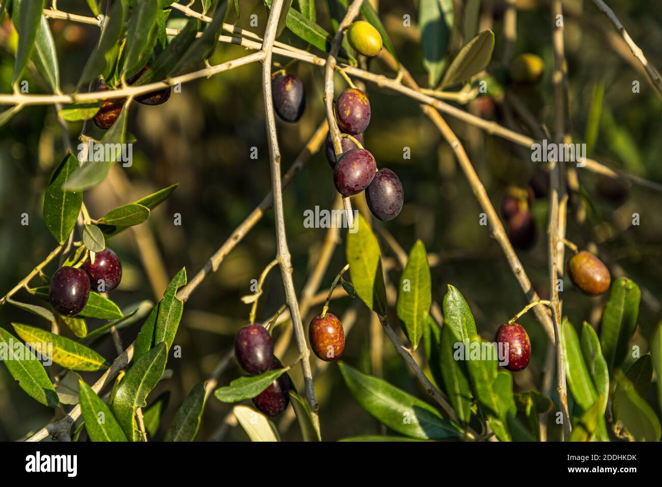 Ripe German olives. From October, the color of the fruit begins to change from green to black. Botanically, the olive is a drupe. Olive fruits grow up to three centimeters in size. Northernmost Olive Oil Production in Pulheim, Germany Stock Photo