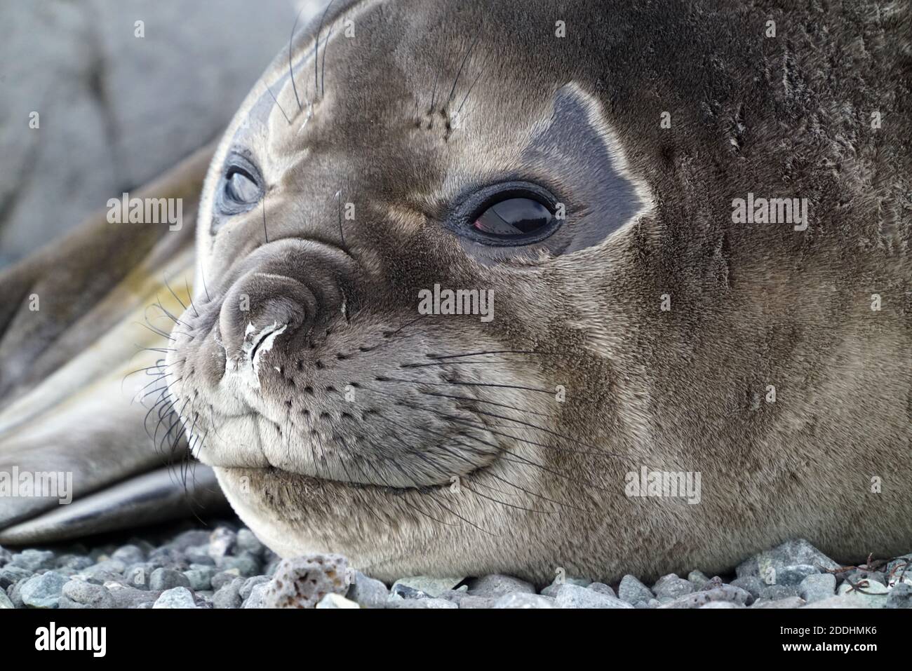 The seal was lying on the gravel. Its eyes looking at the camera Stock Photo