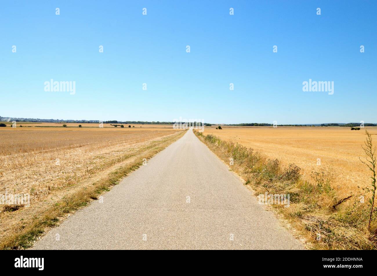 Dry plain during a heat wave and yellowed by the drought. Stock Photo