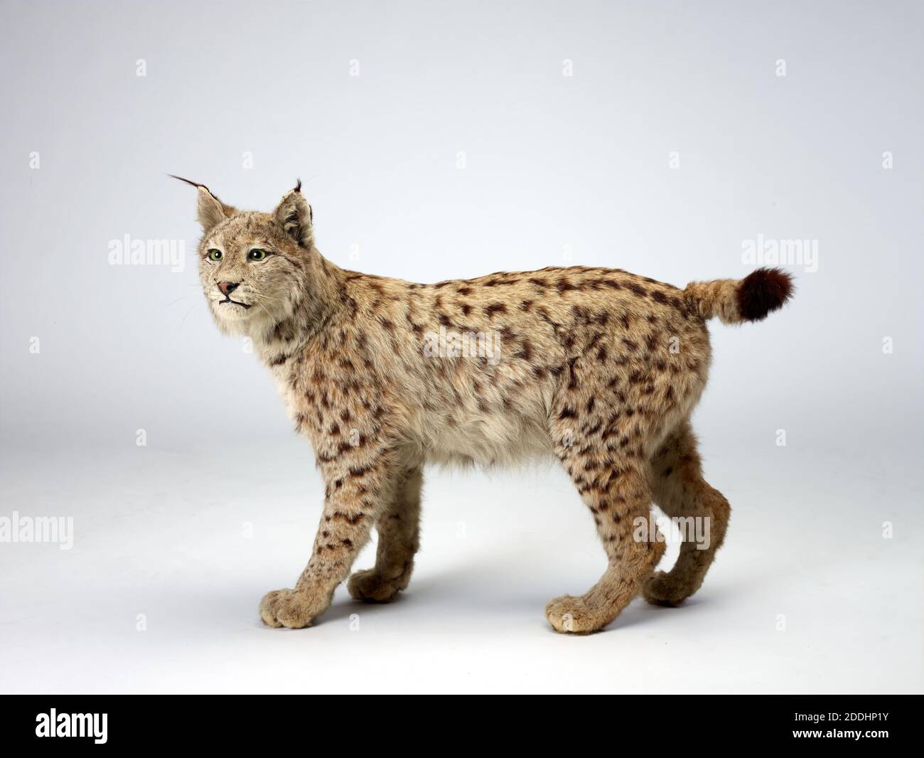 Lynx Taxidermy Lynx Pardinus, Natural Science, Zoology, Taxidermy, Animal, Cat, Amazing Animals Stock Photo