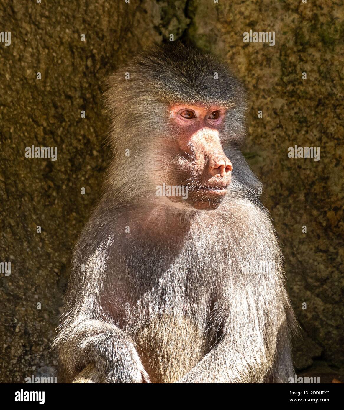 The Hamadryas Baboon Papio Hamadryas Is A Species Of Baboon Being the-hamadryas-baboon-papio-hamadryas-is-a-species-of-baboon-being