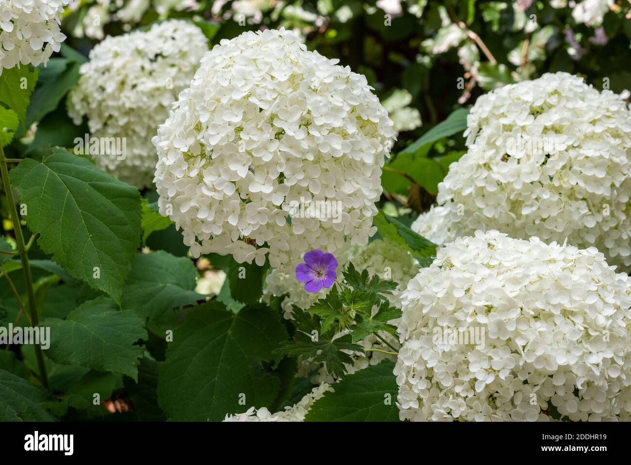 flowering white lush round hydrangea blossoms with a violet cranesbill on natural blurred background Stock Photo