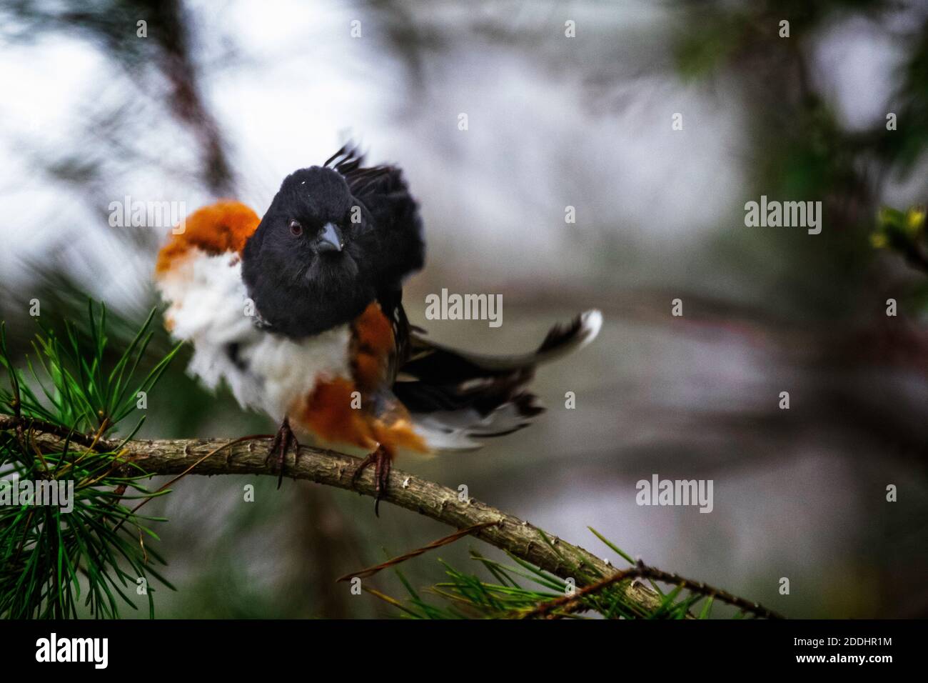 An Eastern Towhee shakes moisture from his feathers on a cloudy April afternoon. Stock Photo