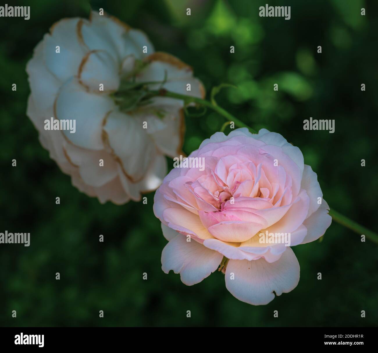 Shining rose hi-res stock photography and images - Alamy