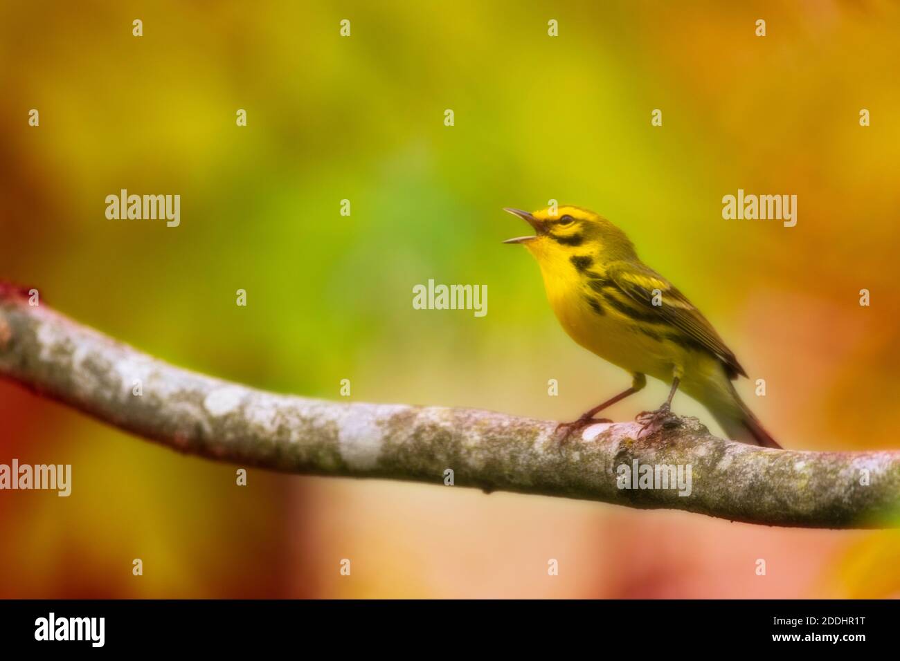 A maile prairie warbler sings from an ash twig at the edge of a woods in mid-spring. Stock Photo
