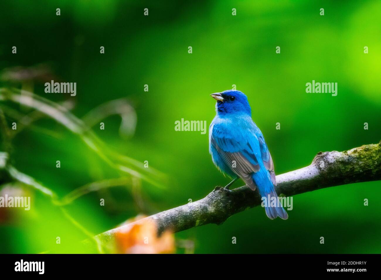 A male indigo bunting looks into a thicket at the edge of the woods Stock Photo