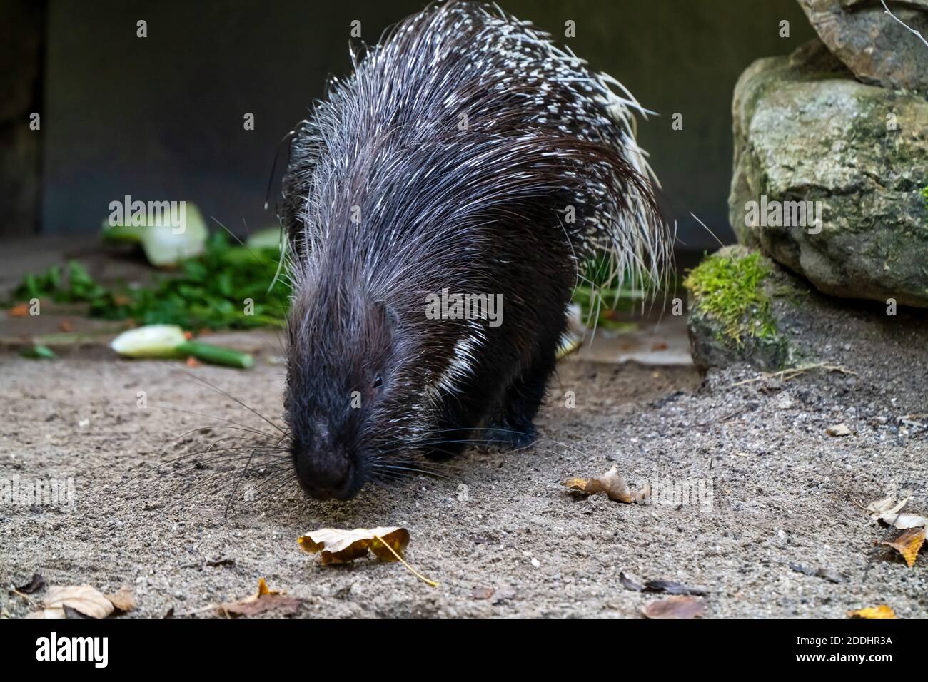 The Indian crested Porcupine, Hystrix indica or Indian porcupine, is a large species of hystricomorph rodent belonging to the Old World porcupine fami Stock Photo