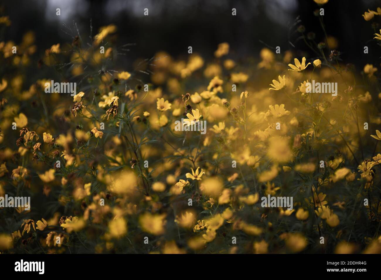 A grouping of golden yellow flowers blooming in October Stock Photo